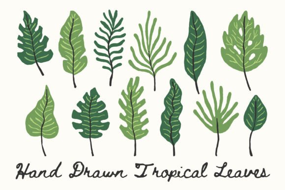 Elevating Digital Design with Hand Drawn Tropical Leaves PNG Clipart